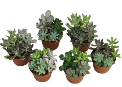 Gardens in Plastic Pot